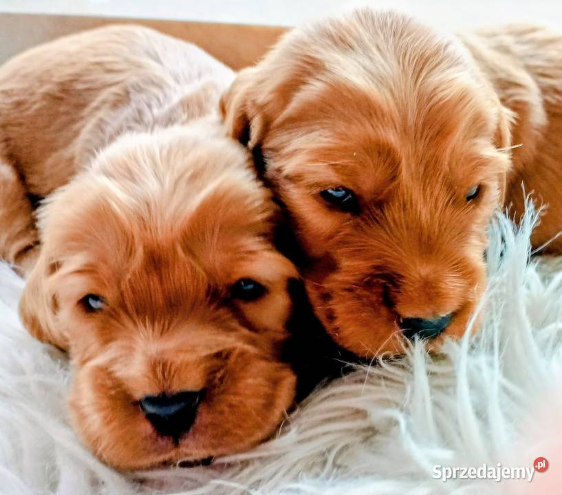 Cocker spaniel złoty podkarpackie Przewrotne