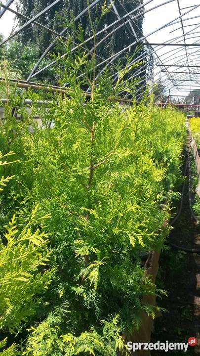 Tuje żółte złote na żywopłot Brabant Szmaragd Proszowice