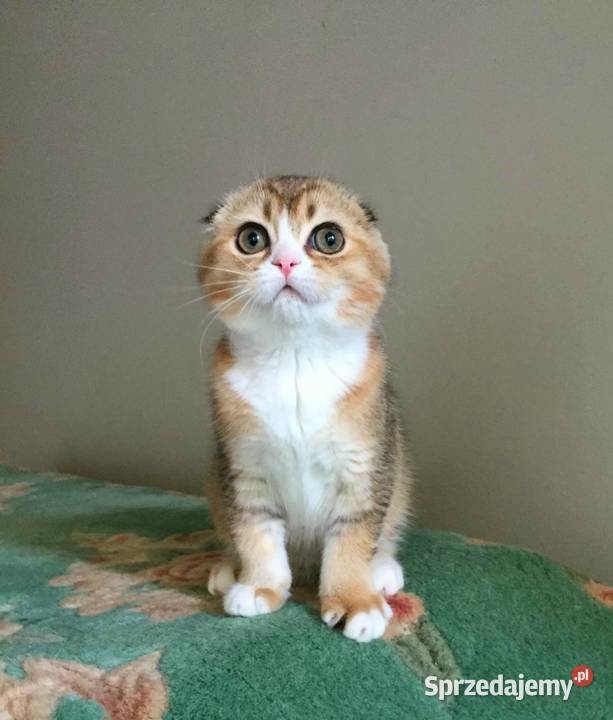 Scottish Fold koloru czarnozłotego z białym ny Pozostałe Katowice