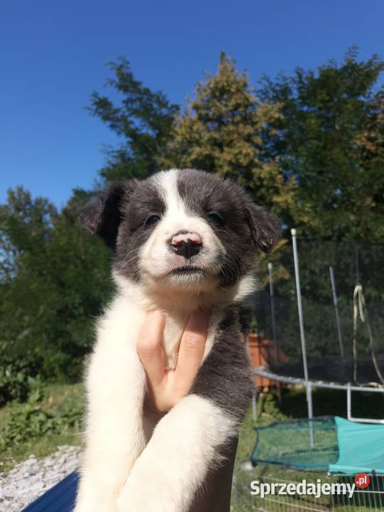 Sprzedam szczenięta border collie Pozostałe Rzeszów