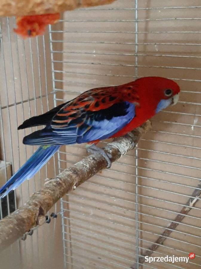 Rozella królewska samica 4l sprzedam