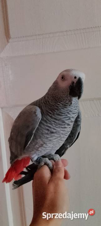 Oswojona papuga żako Zamość
