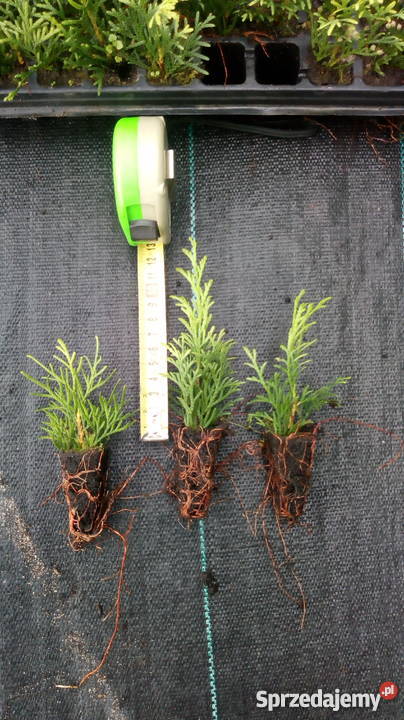 Sadzonki Tuji szmaragd multiplaty Rośliny Choszczów sprzedam