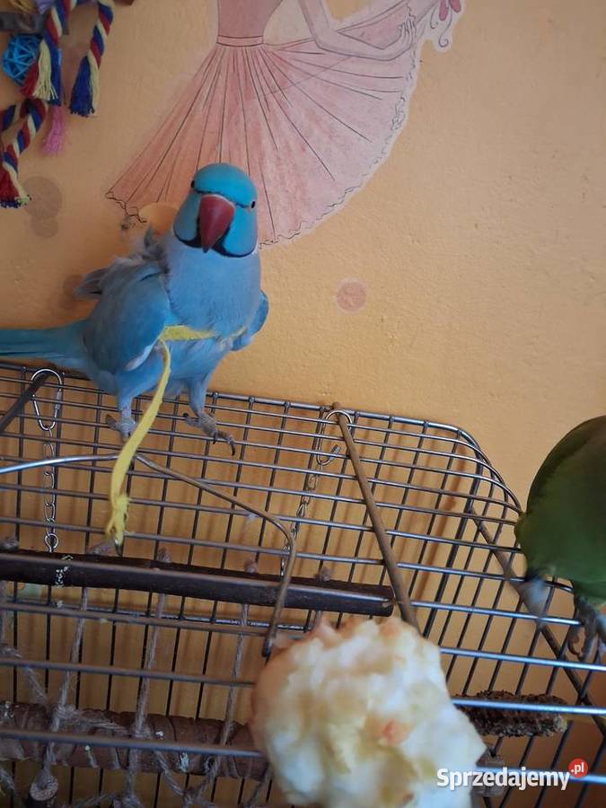 Aleksandreta obrozna para oswojone