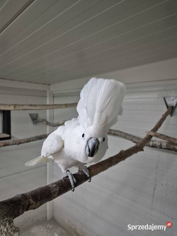 Kakadu Alba Ptaki Rakoniewice