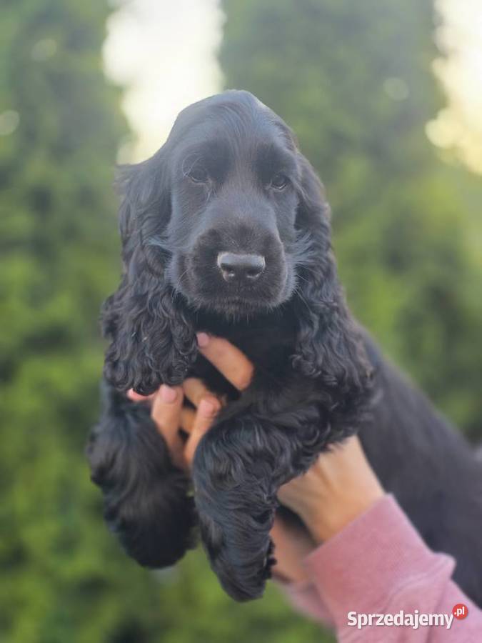 Cocker Spaniel czarne!!!