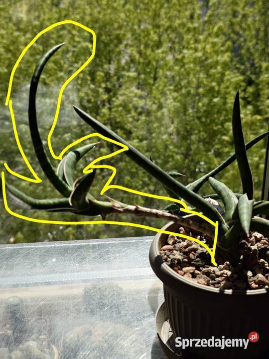 Sansevieria ballyi Minnie odrost ok 20 mazowieckie Warszawa sprzedam