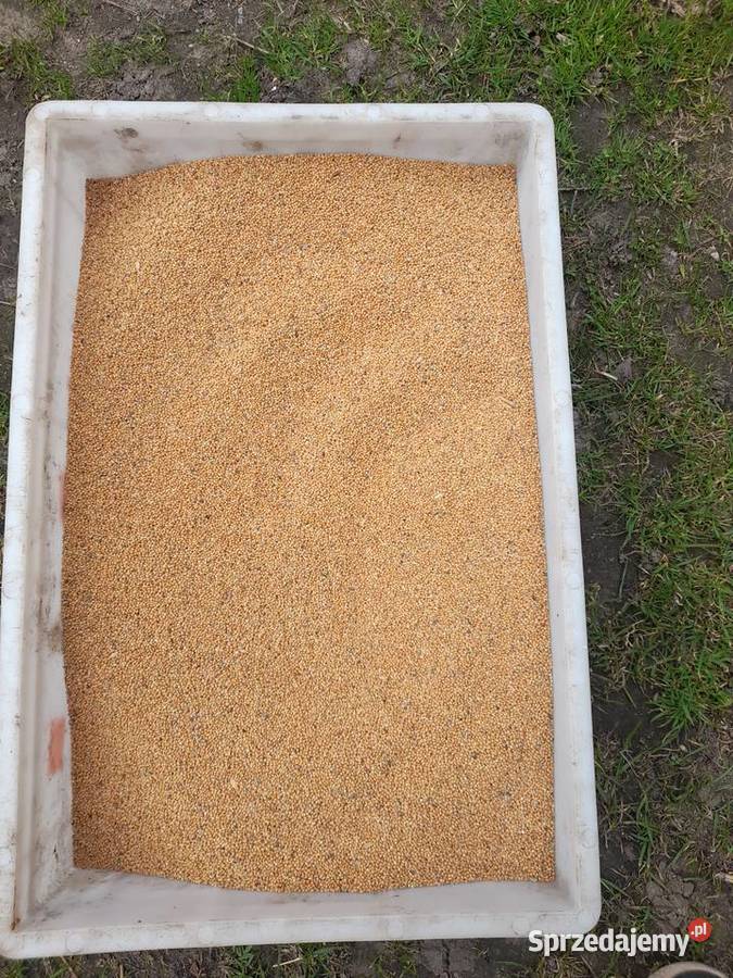Sprzedam proso Zboża Waśniów sprzedam