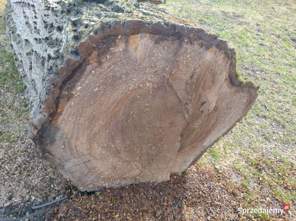 Kloc z orzecha podkarpackie Sietesz
