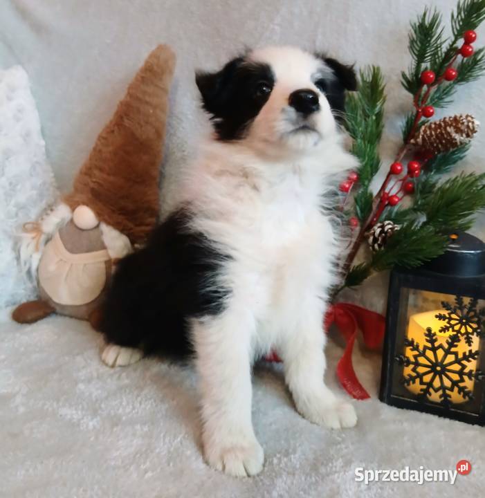 Border collie suczki kujawsko-pomorskie Grudziądz