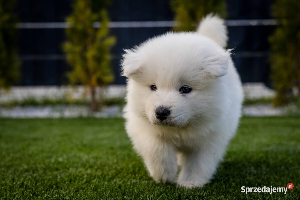 Samoyed ZKwPFci wielkopolskie Brodowo