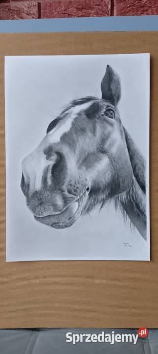 Koń portret sprzedam