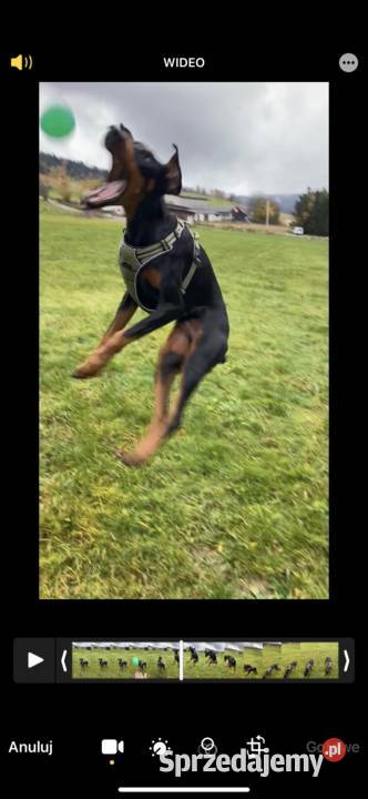 15 roczny doberman samiec Doberman Szczecin