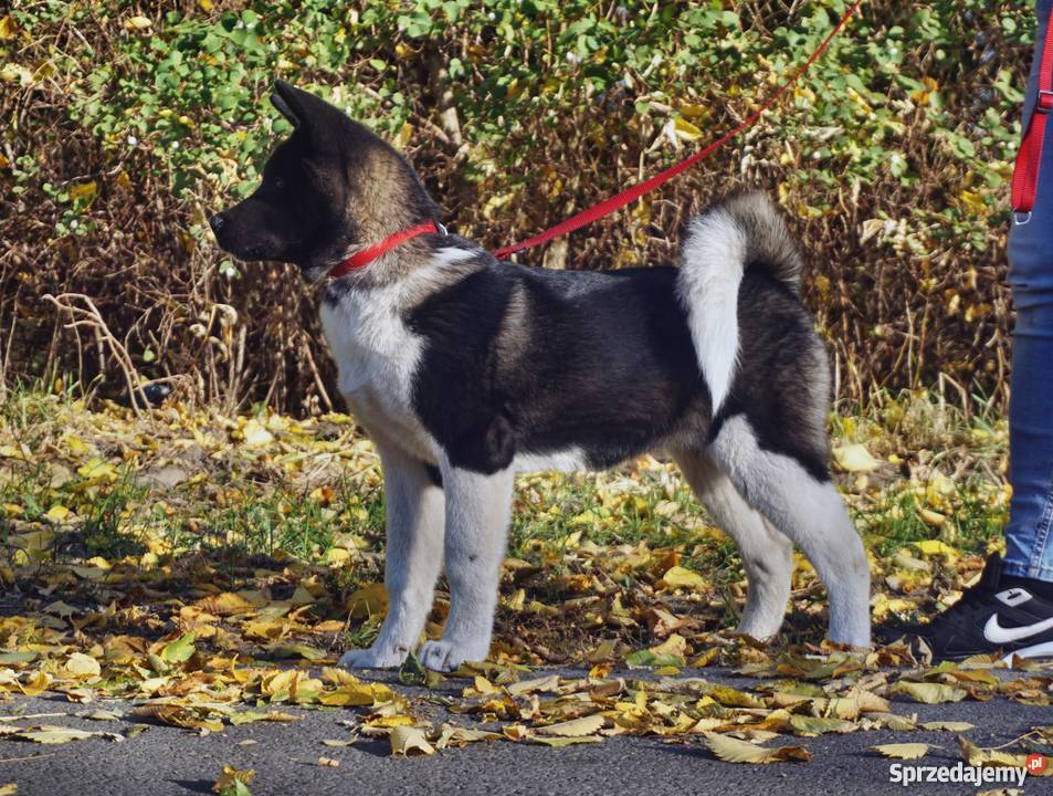Akita Amerykańska sunie rodowodowe ZKwP FCI Akita