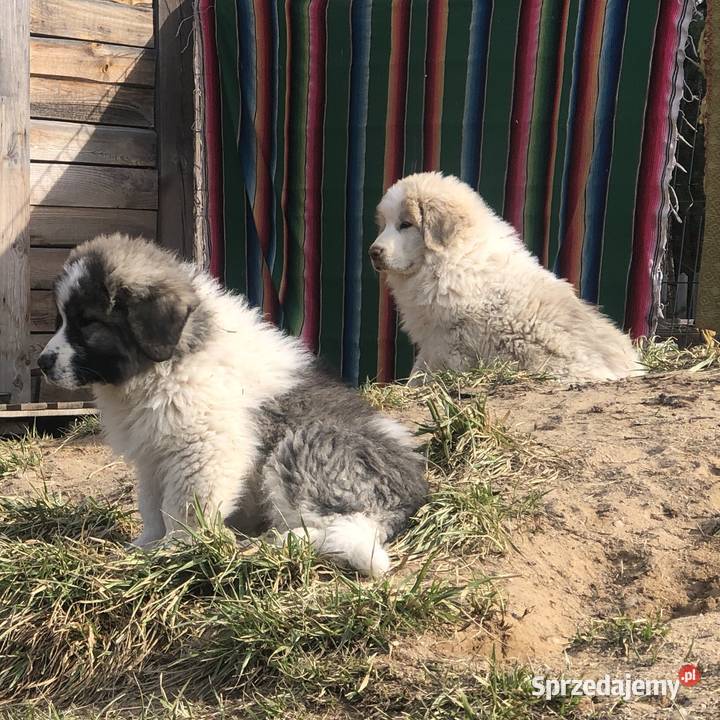 Mastif pirenejski rodzinny molos stróżujący Pozostałe Pupki