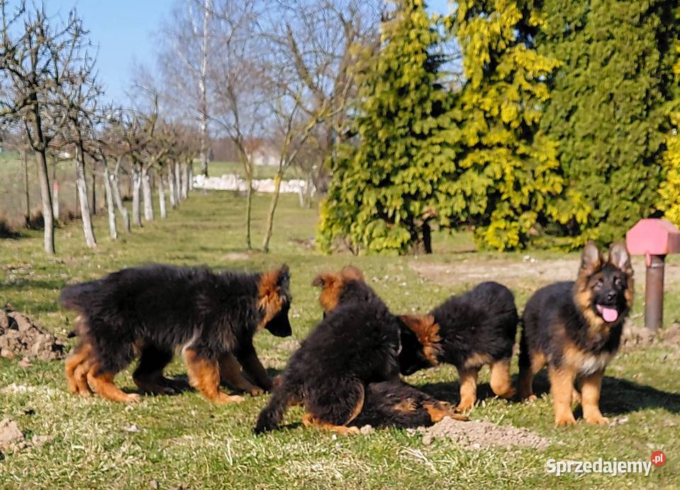 Szczenięta Owczarek Niemiecki Długowłosy
