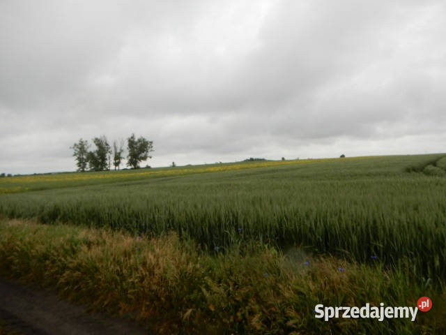 Syndyk sprzeda udział 18 Oborzany działki 240