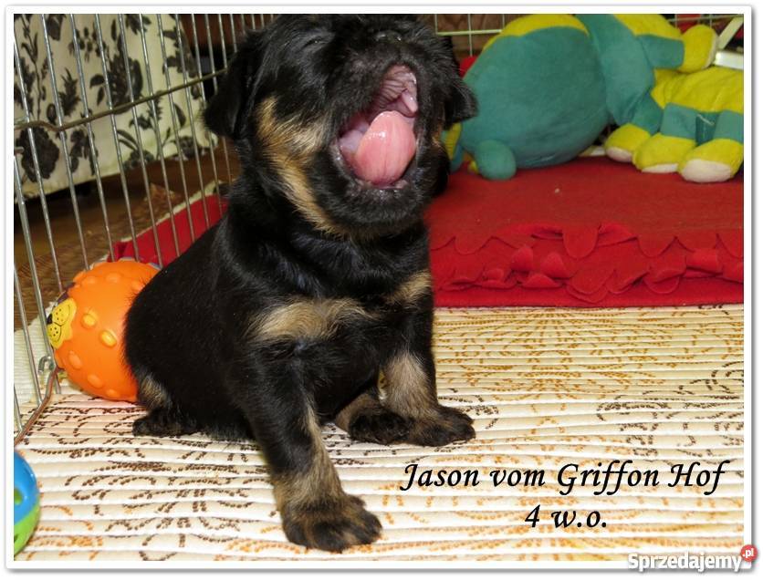Gryfonik belgijski Jason vom Griffon Hof rodowód Warszawa