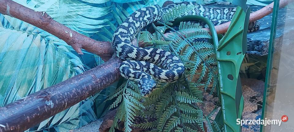 Morelia spilota Tychy sprzedam