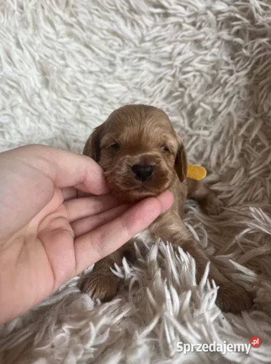Piesek cockapoo mama cocker spaniel tata pudel Busko-Zdrój