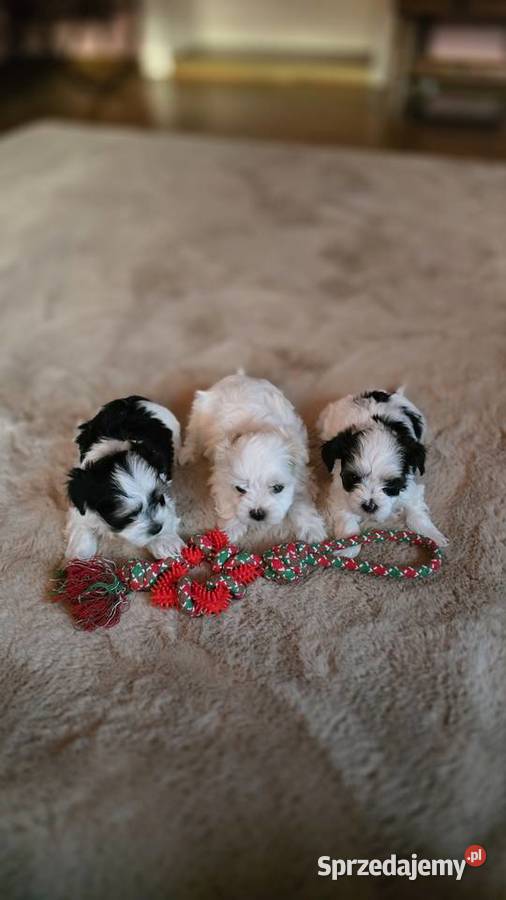 Morkie York Maltańczyk Suczki i Pieski Siewierz