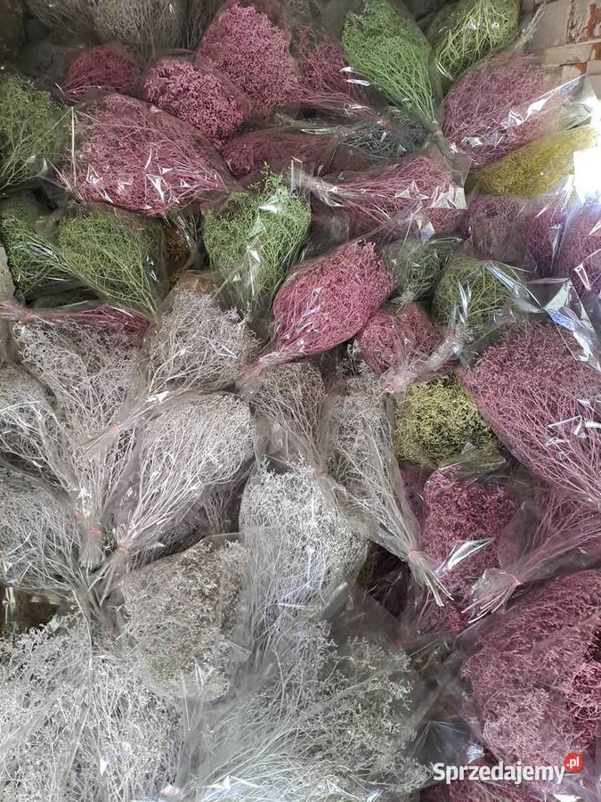 limonium zatrwian szerokolistny malowany mazowieckie Sierpc sprzedam