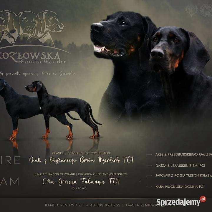 GOŃCZY POLSKI ZAPOWIEDŹ MIOTU Stare Kozłowo