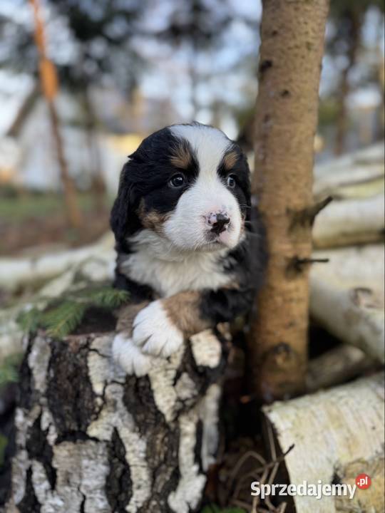 Śliczna sunia piesek Berneński pies pasterski z świętokrzyskie Kielce sprzedam