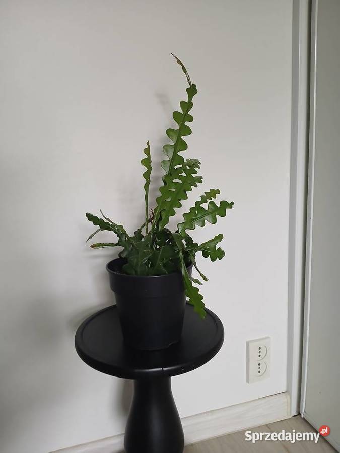 Epiphyllum anguliger kaktus zygzakowaty zygzak