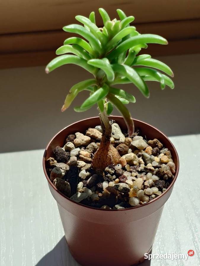 Delosperma bosseranum kaudeks miniatura Ice Warszawa