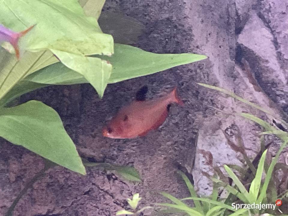 Sprzedam rybki 8 sztuk 30 śląskie Sosnowiec