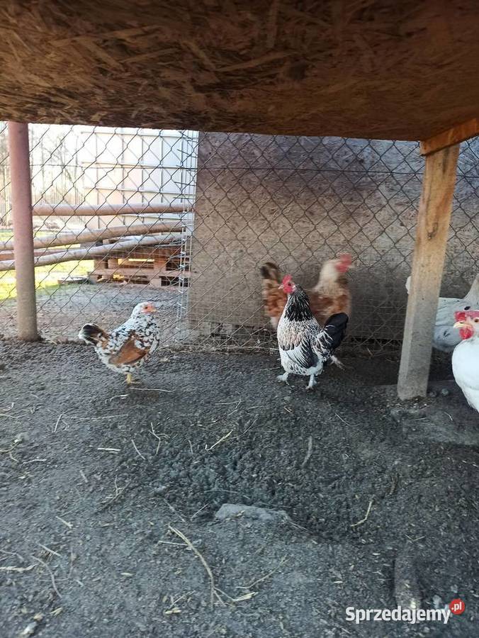 Jaja lęgowe kur mix niosek lilputki liliputy Krasnystaw