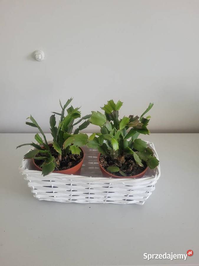 Zielistka i inne kwiaty doniczkowe Łódź