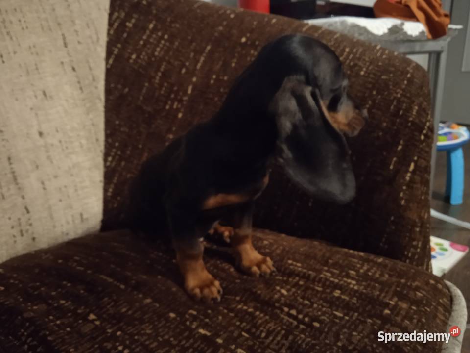 Jamniki Krótkowłose Czarne Podpalane Jamnik Ruszków