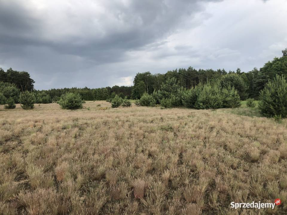 KolankowoPrądocin teren inwestycyjny pod