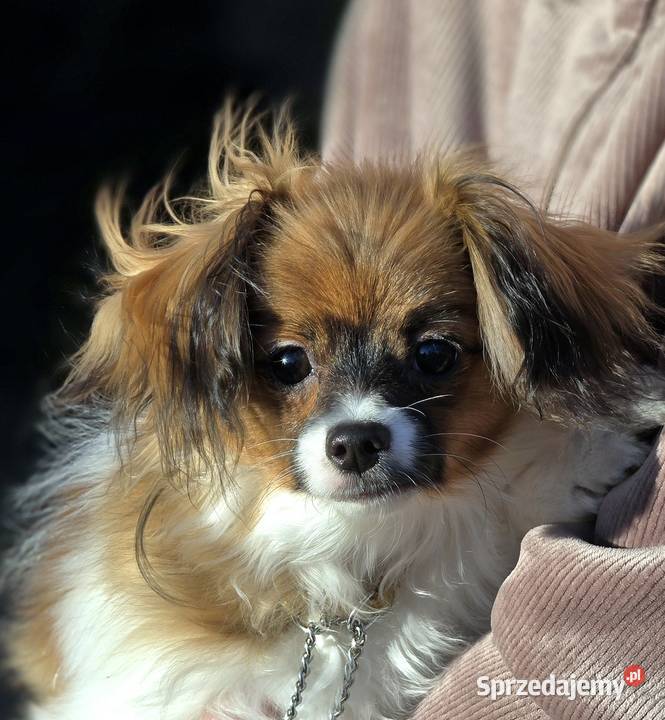 PAPILLON odmiana Ćma dziewczynka z metryką ZKwP pomorskie