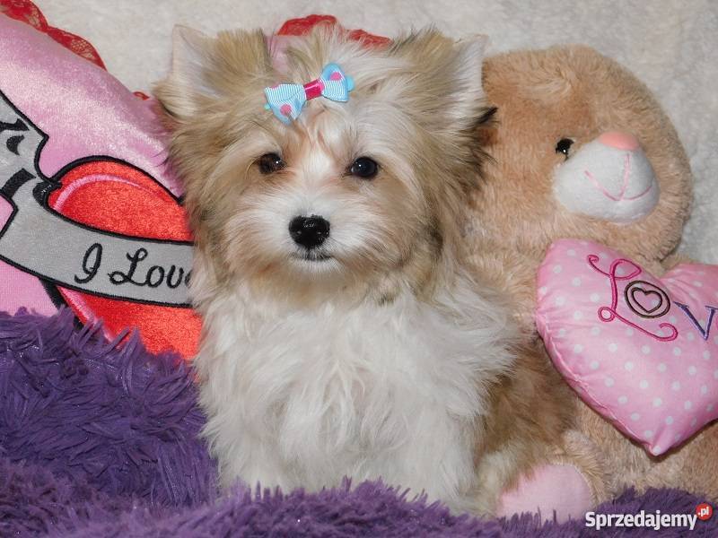 biewer yorkshire terrier golddust piesek Psy Kraków sprzedam