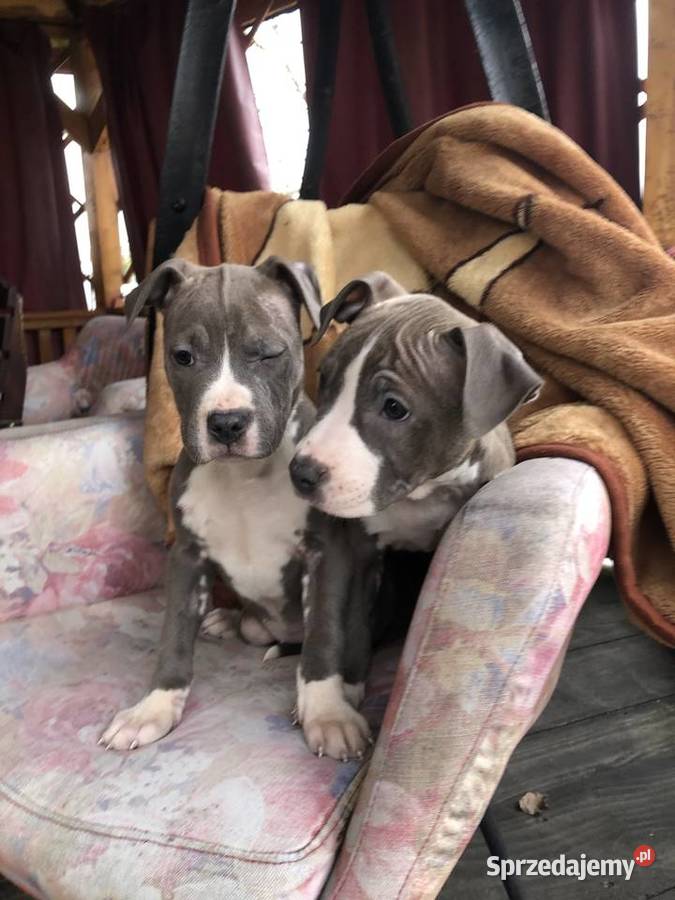 Amstaff szczeniaki Sutków