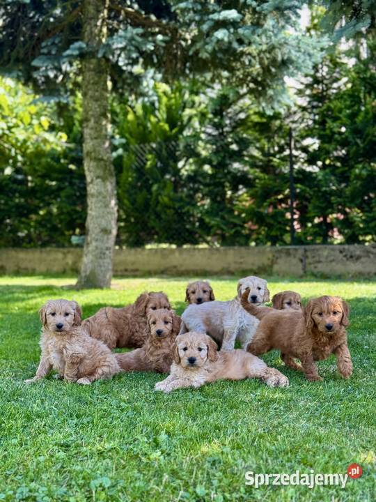 Goldendoodle mini Pudel Golden retriever F1 Tarnów