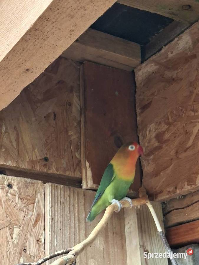 Papugi Nierozlaczki Fisher i czarnoglowki