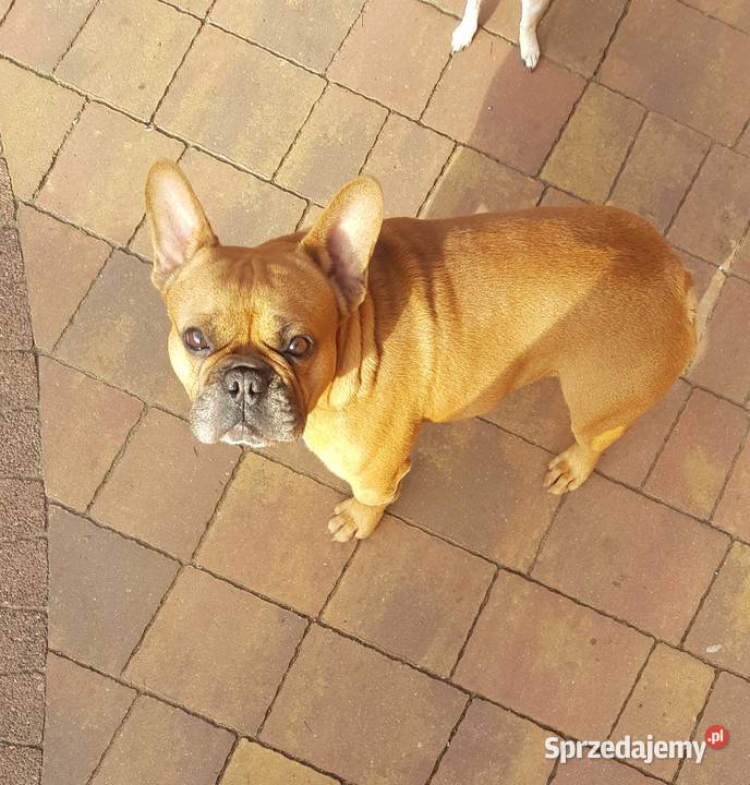 Buldog francuski reproduktor krycie Buldog Płońsk sprzedam
