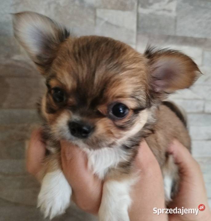 Chihuahua maleńki piesek długowłosy Chihuahua
