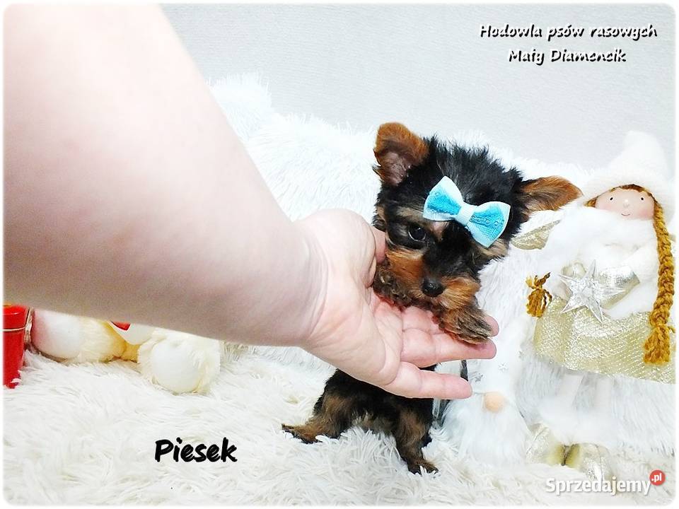 Mini XS Malutki Piesek Yorkshire Terrier Do
