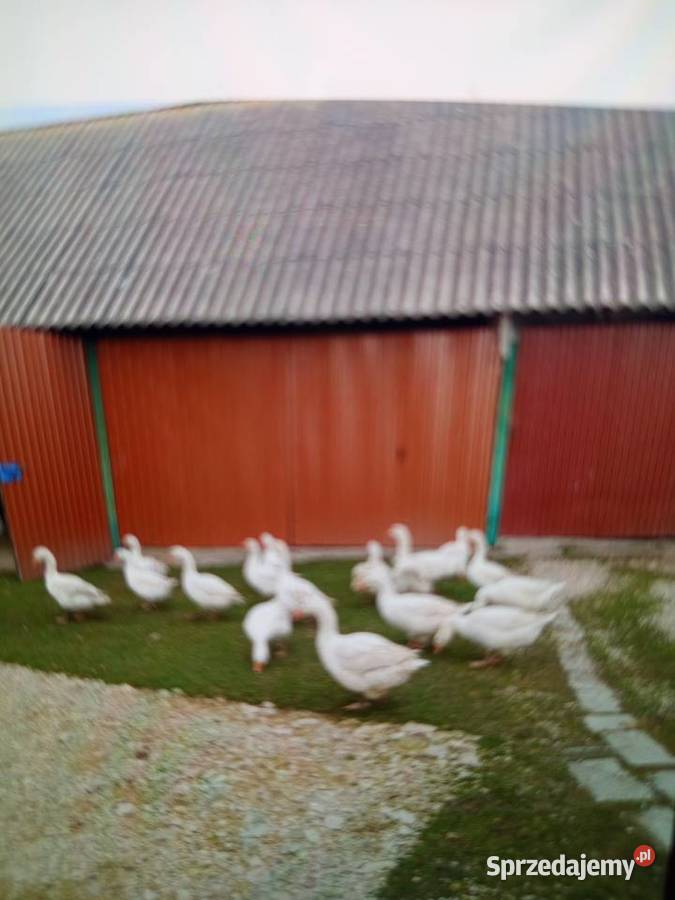 Sprzedam bieguski parami 100 sztukę świętokrzyskie Tomaszów