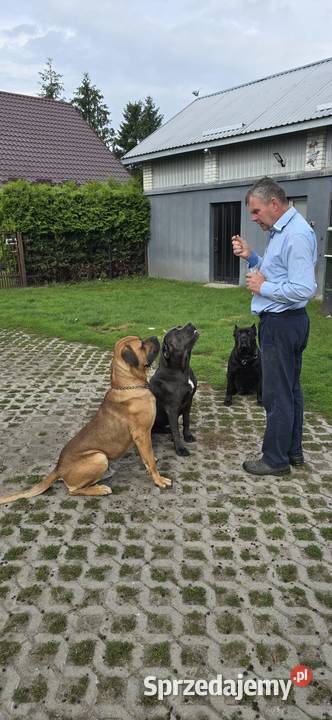 Cane corso szczeniaki Juliopol