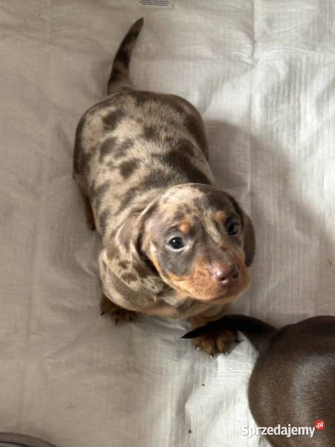 Jamnik miniaturowy mazowieckie