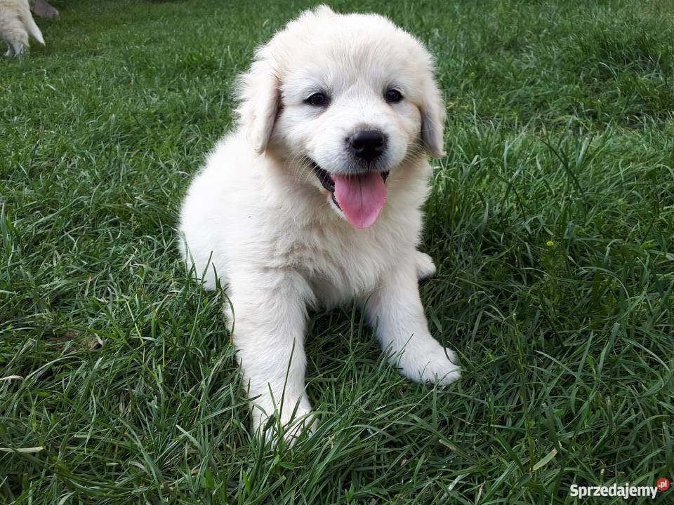 Szczeniaki owczarek podhalański Radom