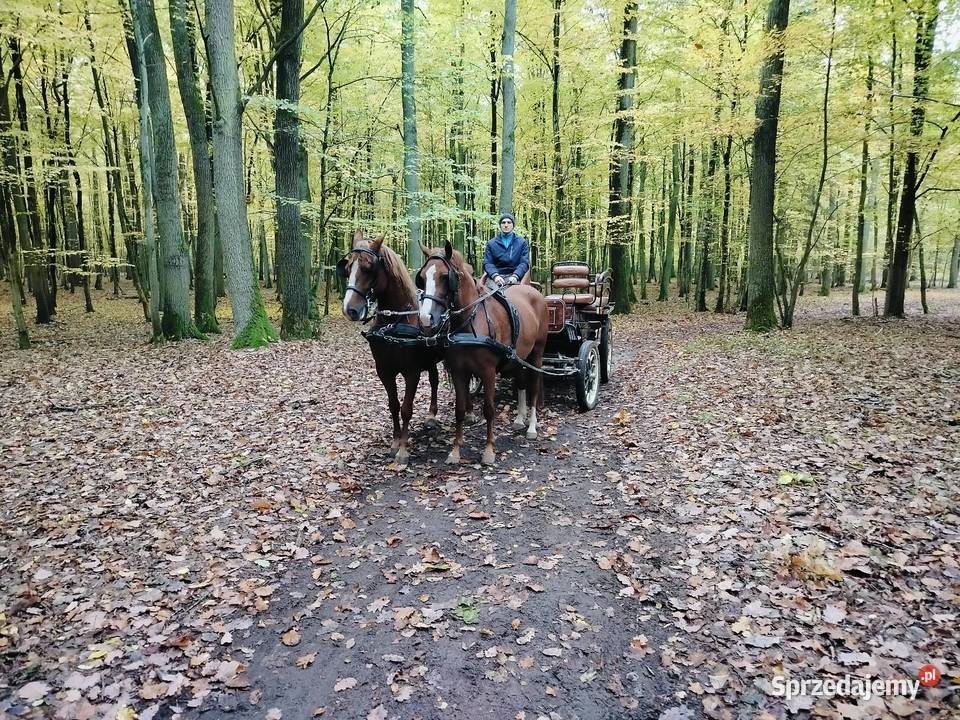 Sprzedam klacz Rogoźno