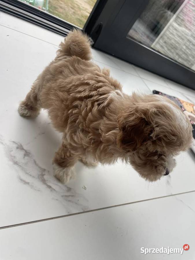 Maltipoo piesek i suczka Pozostałe Częstochowa
