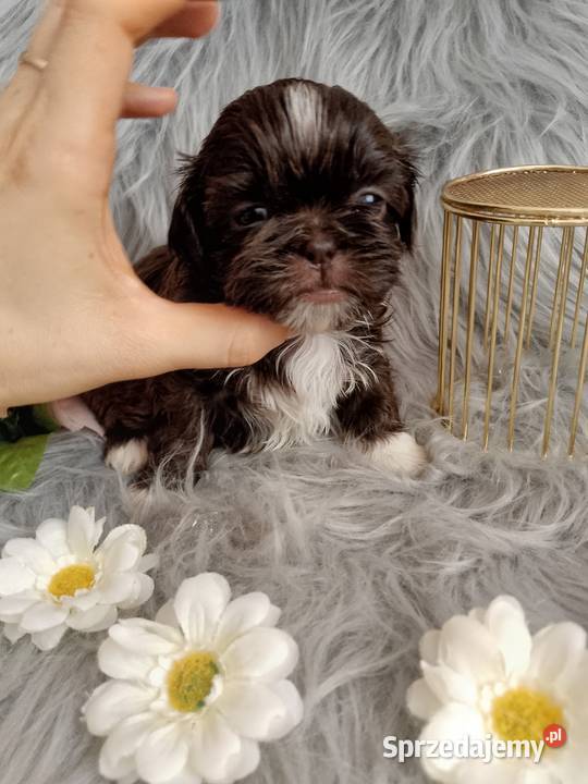 Czekoladowa suczka rasy ShihTzu Namysłów sprzedam